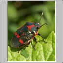 Eurydema oleraceum - Kohlwanze 01.jpg